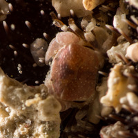 Clypeasterophilus rugatus (Wrinkled Pea Crab)