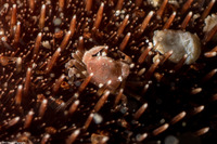 Dissodactylus mellitae (Sand Dollar Pea Crab)