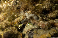 Notaulax nudicollis (Brown Fanworm)