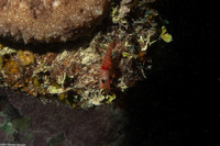 Cinetorhynchus manningi (Red Night Shrimp)