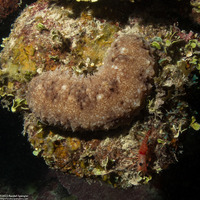 Holothuria cubana (Grub Sea Cucumber)
