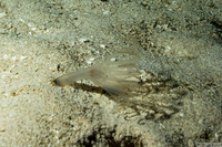 Cerianthidae sp.1 (Transparent Tube-Dwelling Anemone)