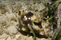 Lactophrys bicaudalis (Spotted Trunkfish)