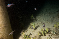 Phaeoptyx pigmentaria (Dusky Cardinalfish)