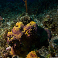 Aiolochroia crassa (Branching Tube Sponge)