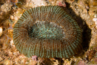 Scolymia wellsii (Solitary Disc Coral)