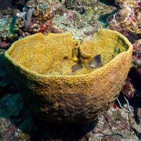 Verongula gigantea (Netted Barrel Sponge)