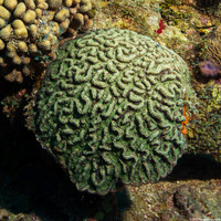 Mycetophyllia lamarckiana (Ridged Cactus Coral)