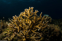 Acropora cervicornis (Staghorn Coral)