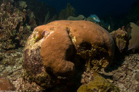 Siderastrea siderea (Massive Starlet Coral)