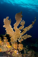 Gorgonia ventalina (Common Sea Fan)