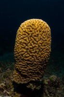 Meandrina meandrites (Maze Coral)