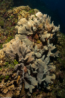 Agaricia tenuifolia (Thin Leaf Lettuce Coral)