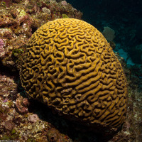 Colpophyllia natans (Boulder Brain Coral)