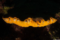 Mycale laevis (Orange Icing Sponge)