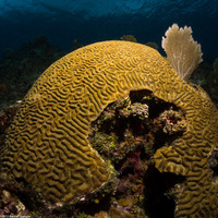 Pseudodiploria strigosa (Symmetrical Brain Coral)