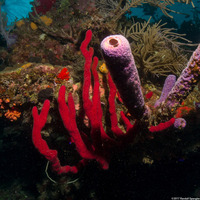 Amphimedon compressa (Erect Rope Sponge)