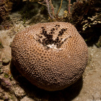 Ircinia strobilina (Black Ball Sponge)