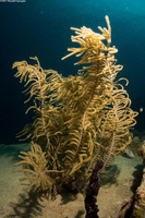 Antillogorgia sp.1 (Sea Plume)