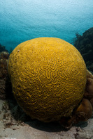 Diploria labyrinthiformis (Grooved Brain Coral)