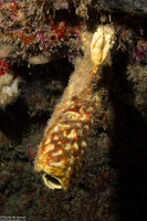 Aplysina lacunosa (Convoluted Barrel Sponge)