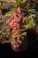Spirastrella coccinea (Pink and Red Encrusting Sponge)