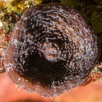 Scolymia cubensis (Artichoke Coral)