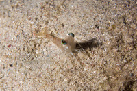 Metapenaeopsis goodei (Velvet Shrimp)