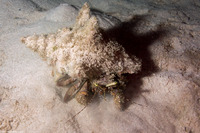 Petrochirus diogenes (Giant Hermit Crab)
