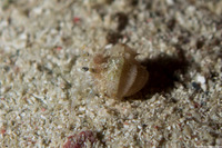 Iridopagurus reticulatus (Reticulated Hermit Crab)