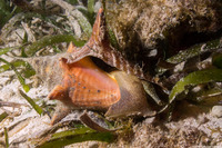 Lobatus gigus (Queen Conch)