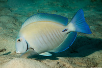Acanthurus chirurgus (Doctorfish)