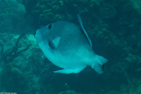 Canthidermis sufflamen (Ocean Triggerfish)