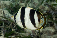 Chaetodon striatus (Banded Butterflyfish)
