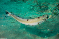 Malacanthus plumieri (Sand Tilefish)
