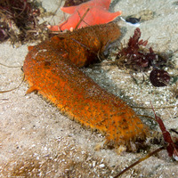 Parastichopus parvimensis (Warty Sea Cucumber)