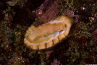 Mopalia ciliata (Hairy Chiton)