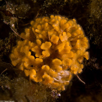 Diaperoforma californica (Southern Staghorn Bryozoan)