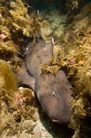 Heterodontus francisci (Horn Shark)
