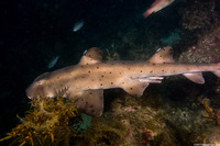 Heterodontus francisci (Horn Shark)