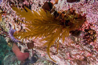 Desmarestia ligulata (Flattened Acid Kelp)