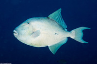 Balistes polylepis (Finescale Triggerfish)