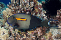 Acanthurus olivaceus (Orangeband Surgeonfish)