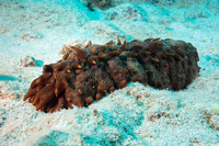 Stichopus sp.1 (Hawaiian Spiky Sea Cucumber)