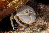 Carpilius maculatus (Seven-Eleven Crab)