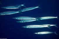 Sphyraena helleri (Heller's Barracuda)