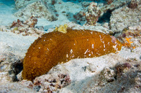 Bohadschia paradoxa (Paradoxical Sea Cucumber)