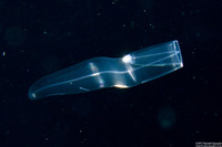 Gymnothorax sp. (Larval Eel)
