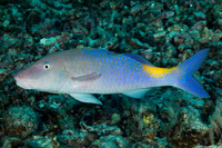 Parupeneus cyclostomus (Goldsaddle Goatfish)