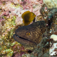 Ctenochaetus strigosus (Goldring Surgeonfish)